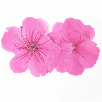 20pcs/2.5-3.5 cm,barve Narave Pritisnete roza-sakura Cvetje,Pravi Dotik cvet Latice,DIY Obrti darilno Kartico,Flores Obraza Dekoracijo