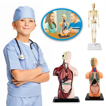 3D Človeške Anatomije Organ učni Pripomočki Trupa Model Simulacije Človeško Telo Model Set Otrok Zgodnjega Učenja Izobraževalne Igrače