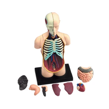 4D Človekovih Visceralne Anatomija Model Okostje Medicinske Poučevanja DIY Sestavljanje Puzzle Igrača Laboratorij, Izobraževanje, Oprema, Orodje