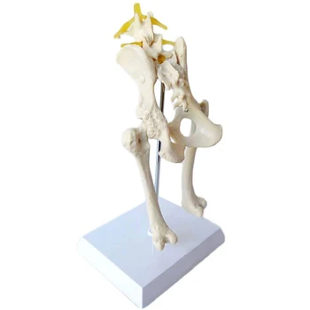 Osteoporoza pes hip model pes skeleton okostje živali udarci hišne živali, veterinarsko poučevanje