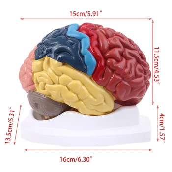 Življenje Velikost Človeških Možganov Funkcijsko Področje Model Anatomija za Znanost Razredu Študija D5QC